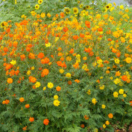 Cosmos sulphureus Bright Lights Mix