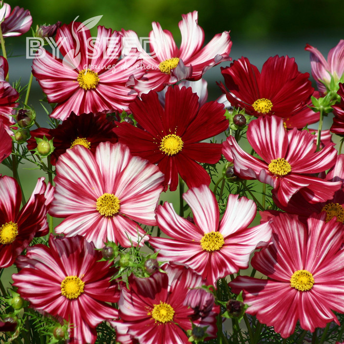 Cosmos Velouette
