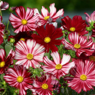 Cosmos Velouette