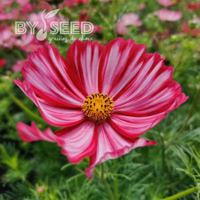 Cosmos Velouette
