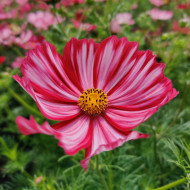 Cosmos Velouette