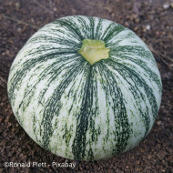 Courge à huile Miranda