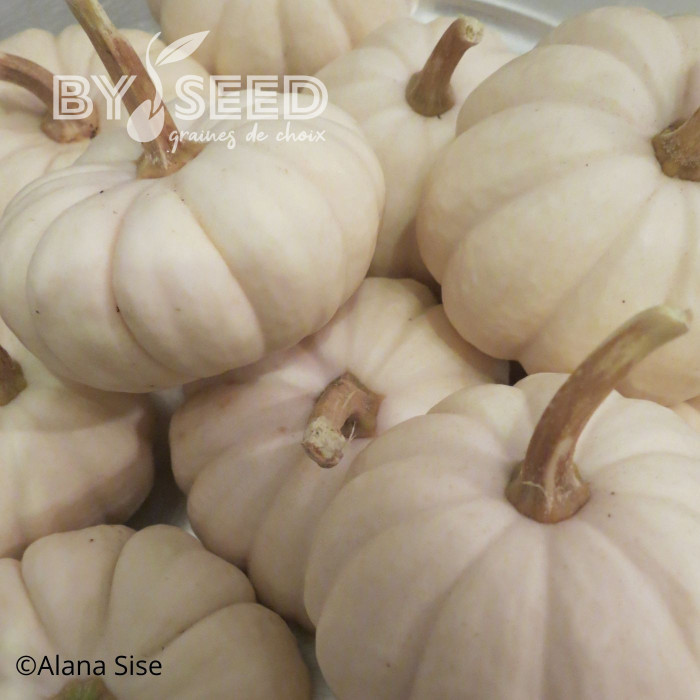 Courge d'ornement Baby Boo