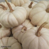 Courge d'ornement Baby Boo