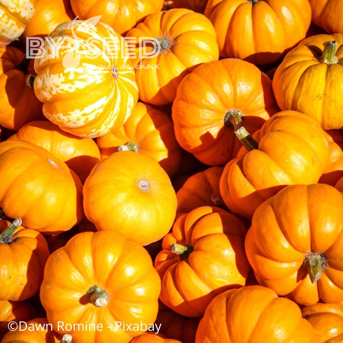 Courge d'ornement Jack Be Little