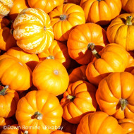 Courge d'ornement Jack Be Little