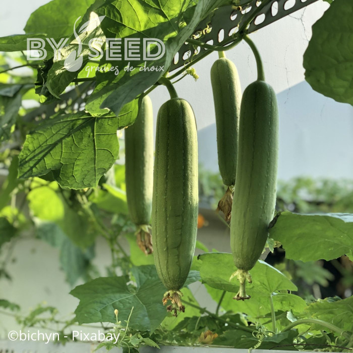 Courge éponge (Luffa cylindrica)