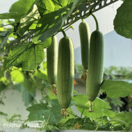 Courge éponge (Luffa cylindrica)