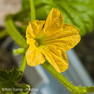 Courge éponge (Luffa cylindrica)