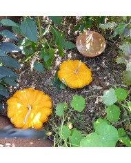 Courge Pâtisson blanc