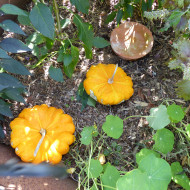 Courge Pâtisson Orange