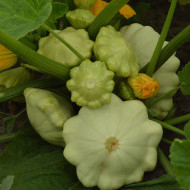 Courge Pâtisson Polo F1