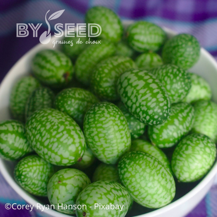 Cucamelon ou Concombre-melon - Melothria scabra
