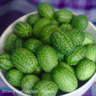 Cucamelon ou Concombre-melon - Melothria scabra