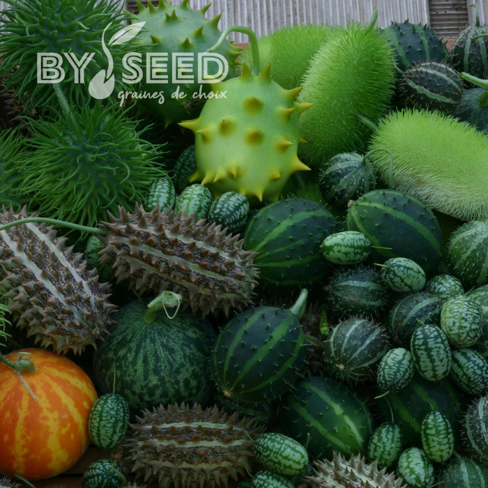 Cucumis spp. Deco Fruits Mix