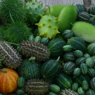 Cucumis spp. Deco Fruits Mix