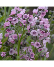 Epinard fraise - Chenopodium foliosum