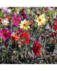Dahlia nain Sunny Reggae
