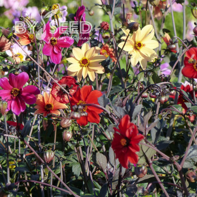 Dahlia Bishop's Children
