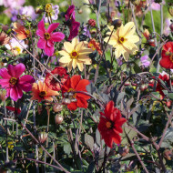 Dahlia Bishop's Children