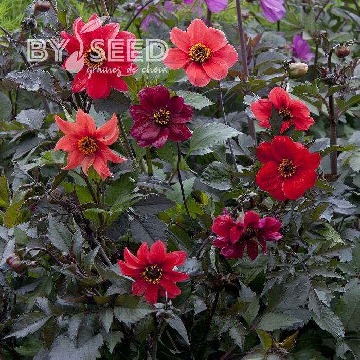 Dahlia Bishop's Children