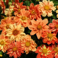 Dahlia nain Sunny Reggae