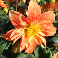 Dahlia nain Sunny Reggae