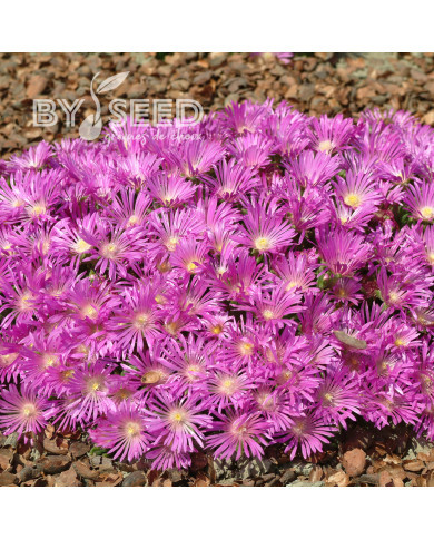Delosperma cooperi Table Mountain (graines multi-enrobées)