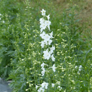 Delphinium belladonna Casablanca