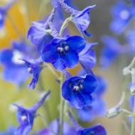 Delphinium belladonna Volkerfrieden Oriental Blue