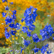Delphinium belladonna Volkerfrieden Oriental Blue