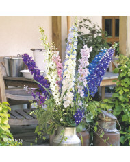 Dichondra Silver Falls
