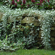 Dichondra Silver Falls