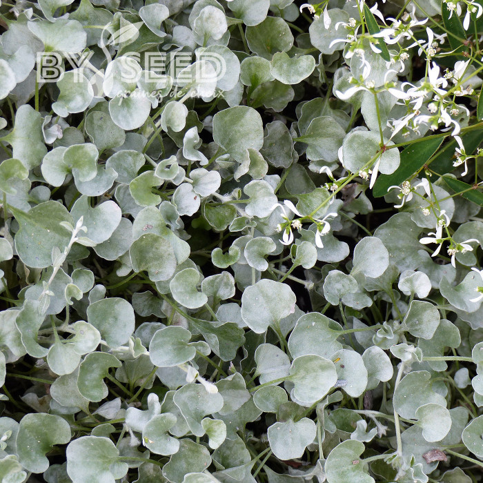 Dichondra Silver Falls