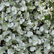 Dichondra Silver Falls