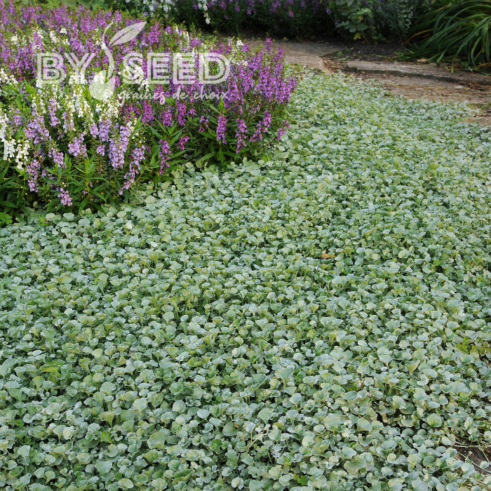 Dichondra Silver Falls