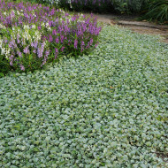 Dichondra Silver Falls