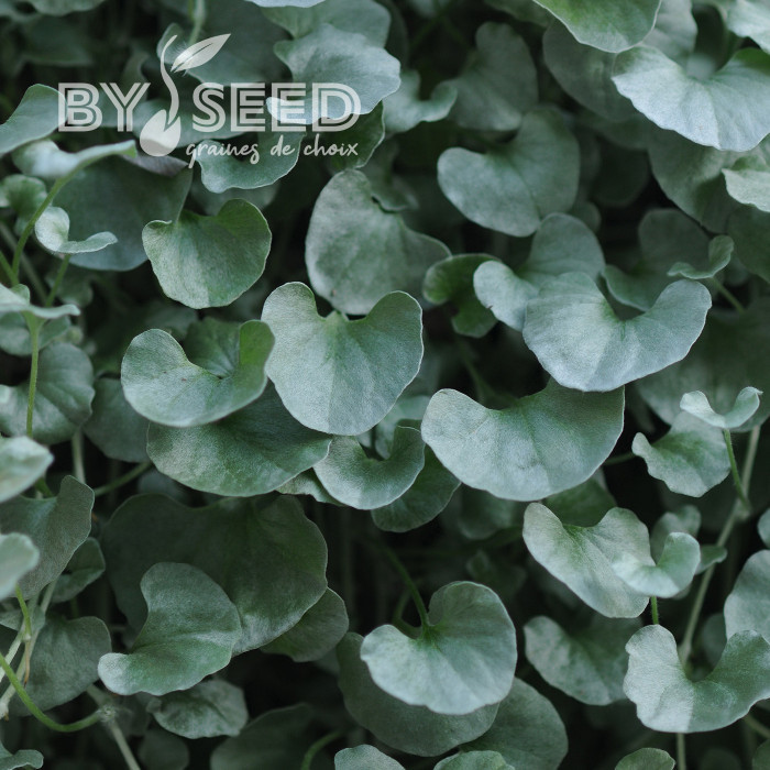 Dichondra Silver Falls