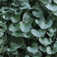 Dichondra Silver Falls