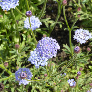 Didiscus (Trachymène) Lace Blue