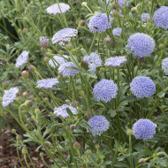 Didiscus (Trachymène) Lace Blue