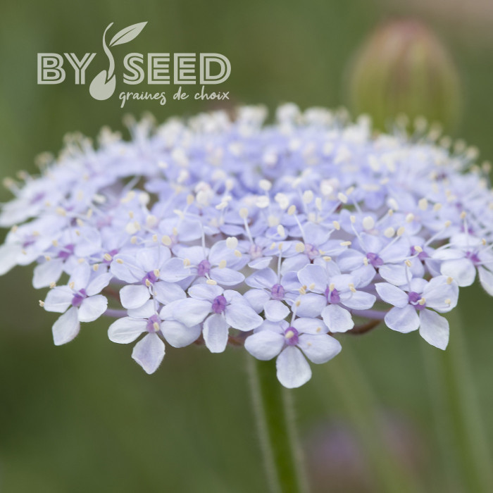 Didiscus (Trachymène) Lace Blue