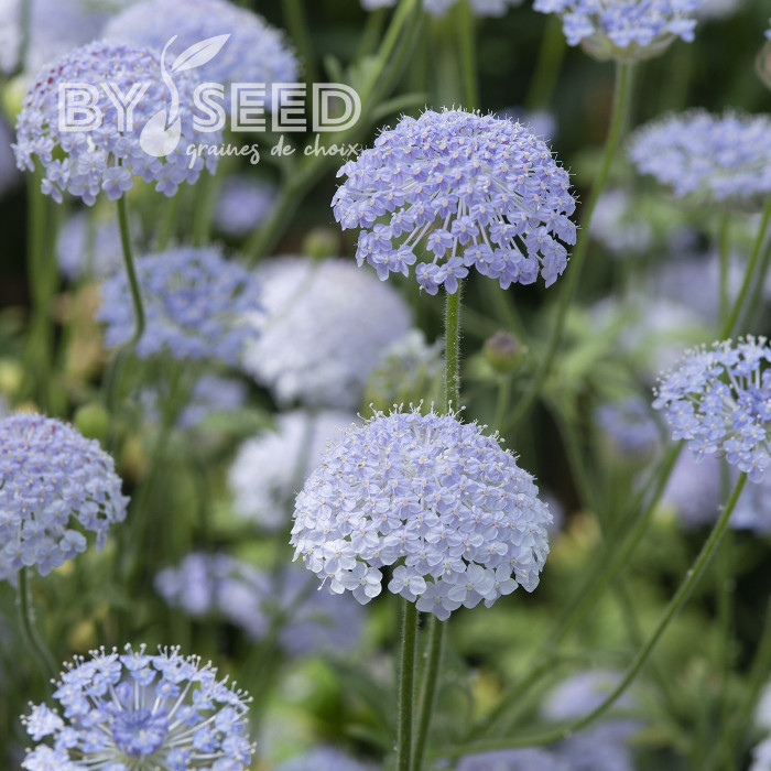 Didiscus (Trachymène) Lace Blue