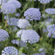 Didiscus (Trachymène) Lace Blue