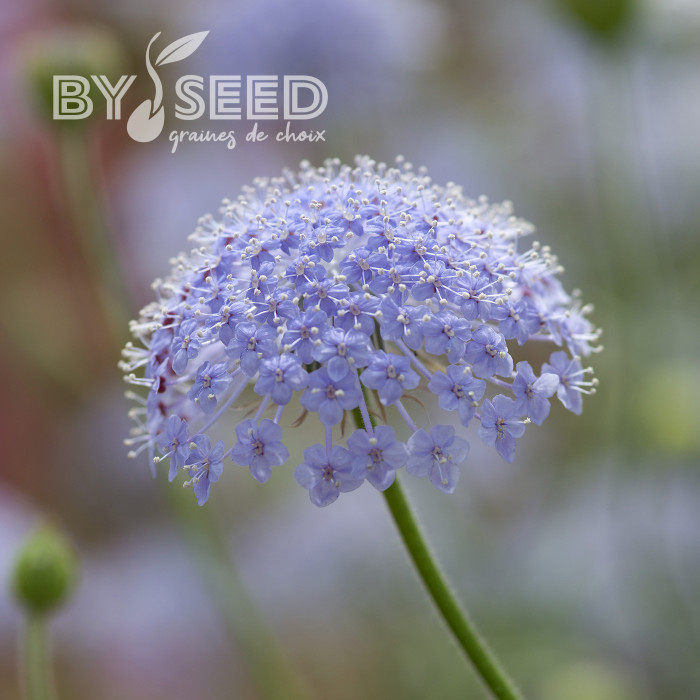 Didiscus (Trachymène) Lace Blue