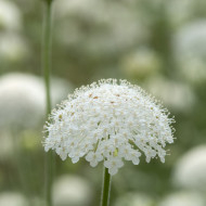 Didiscus (Trachymène) Lace White