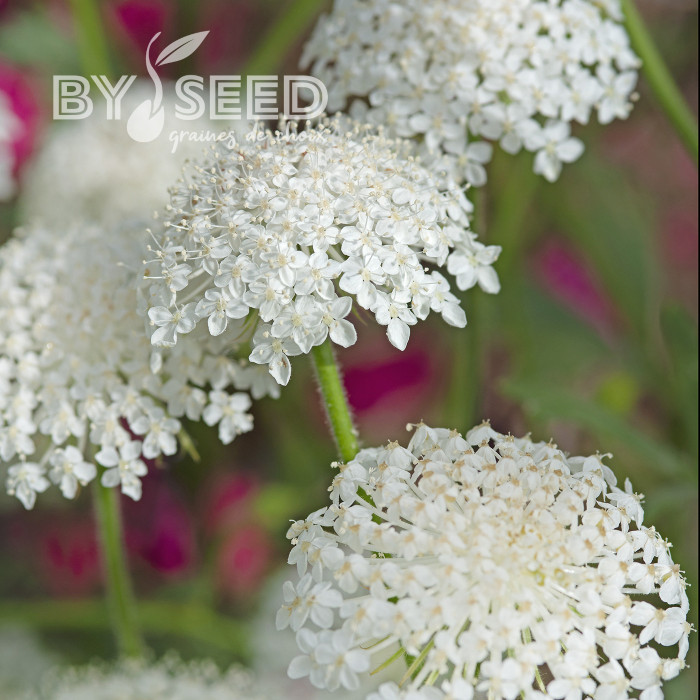 Didiscus (Trachymène) Lace White