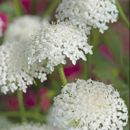 Didiscus (Trachymène) Lace White
