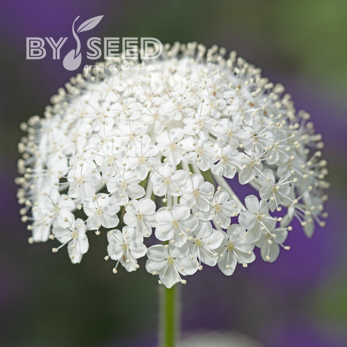 Didiscus (Trachymène) Lace White