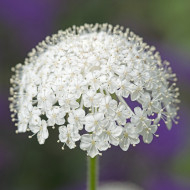 Didiscus (Trachymène) Lace White